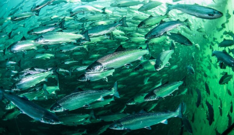 Inspección de redes y centros de cultivo de salmones